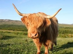 Inverness-shire Cottage Holidays