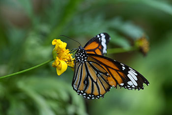 butterfly in a garden