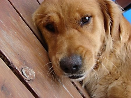 Dog relaxing on the deck of a dog friendly holiday cottage