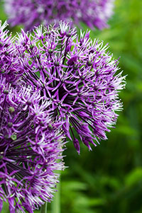 purple flower in a cottage garden