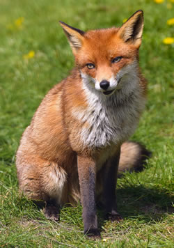 Fox