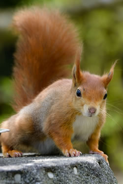 Red squirrel