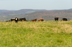 angus holiday cottages